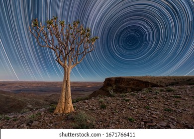 A night sky landscape taken on top of the arid and stark Fish River Canyon, Namibia, with an ancient Quiver Tree in the foreground, and circular star trails against a deep blue sky on the horizon.