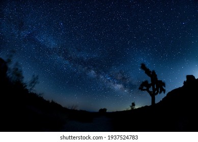 Night Sky Milk Way Joshua Tree