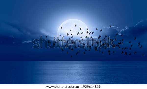 Night sky with\
moon in the clouds Silhouette of birds in the foreground \