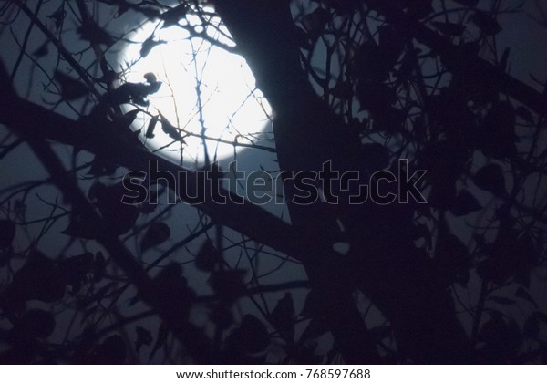 A night sky with\
moon and tree branches