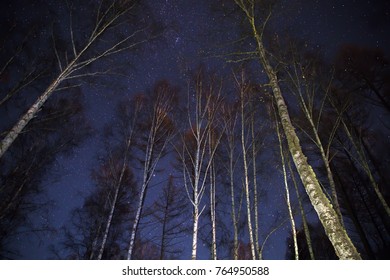 Night sky over trees background