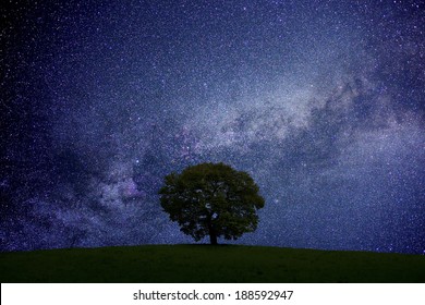 Night Sky, Trees And Grassland