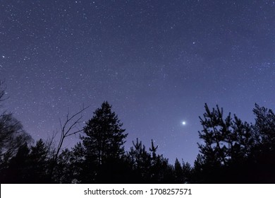 Night Starry Sky Above Forest Silfouette, Night Forest Scene