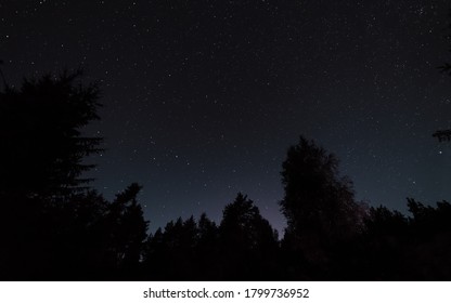 Night starry sky, the edges of the black outlines of trees in the forest