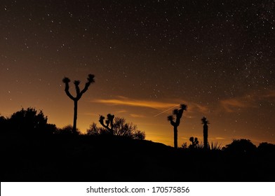 Night Of Stars, Joshua Tree NP