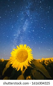 Night summer landscape with sunflowers field and Milky Way Galaxy on a background, depth of field