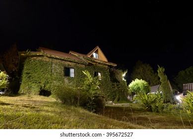 Night time, Home and a wall covered with ivy

