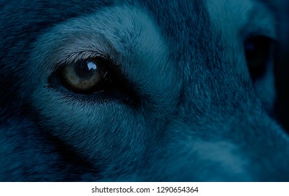 Night Time Portrait Of A Wolf Blue Tint. Close Up Of Eyes.