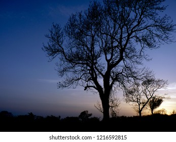 night time tree