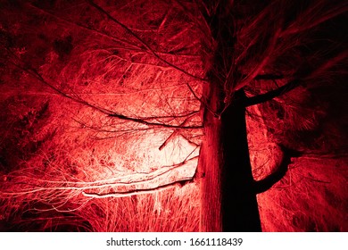 night time winter tree illuminated by red light - Shutterstock ID 1661118439