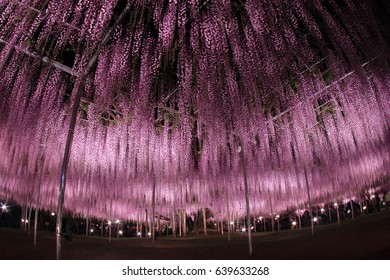 Night View Big Blooming Purple Wisteria Stock Photo 639633268 ...