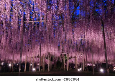 10,798 Wisteria japan Images, Stock Photos & Vectors | Shutterstock