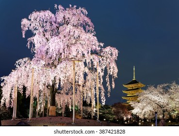 Night view of the famous Five-Story Pagoda of Toji Temple and blossoms of a giant sakura tree in Kyoto Japan ~ Beautiful pink cherry blossoms and a majestic Japanese pagoda at nightfall in Kyoto - Powered by Shutterstock