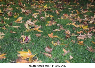 Night view of landed leaves in autumn or fall season, beautiful pattern