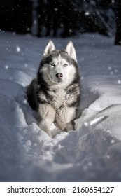 Night Walk With Siberian Husky Dog In Winter Forest. Light On The Cute Dog's Head