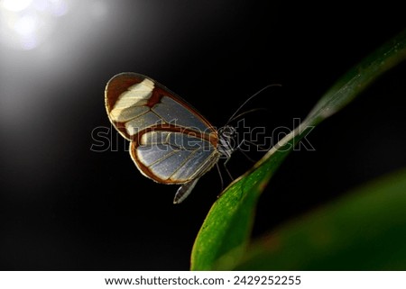 Night wildlife. Nero Glasswing, Greta nero, close-up portrait of transparent glass wing butterfly on green leaves. Insect in the night. Scene from tropical forest, Costa Rica.