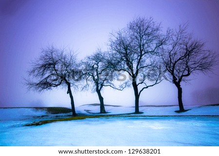 Foto Bild Baum im Nebel Umwelt Natur