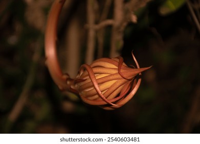 Night-blooming cereus bud (Selenicereus grandiflorus) ready to blossom. The intricate bud structure contrasts with the softly blurred green background, capturing its unique beauty in selective focus - Powered by Shutterstock