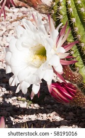 Nightblooming Cereus Cactus Blossoms Blooming In The Spring