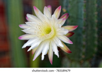 Nightblooming Cereus Cactus Flower