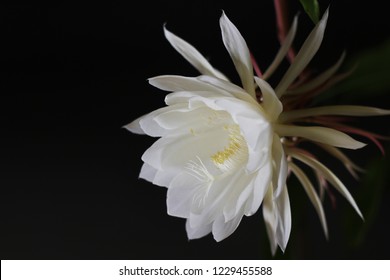 Night-Blooming Cereus, Queen Of The Night