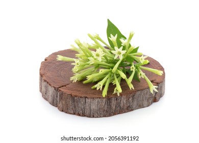 Night-blooming jasmine or Cestrum nocturnum flowers isolated on white background.