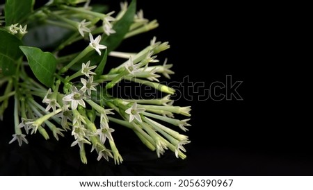 Night-blooming jasmine or Cestrum nocturnum flowers isolated on black background.
