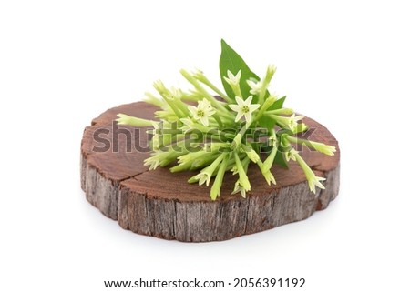 Night-blooming jasmine or Cestrum nocturnum flowers isolated on white background.