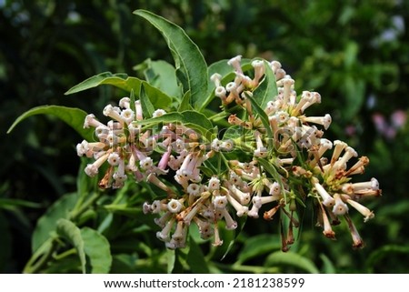 Night-blooming jasmine, or Cestrum nocturnum on a bush