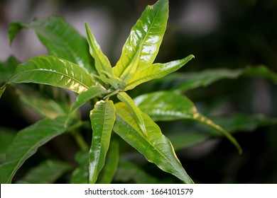 Cestrum Nocturnum Bilder Arkivbilder Og Vektorer Shutterstock