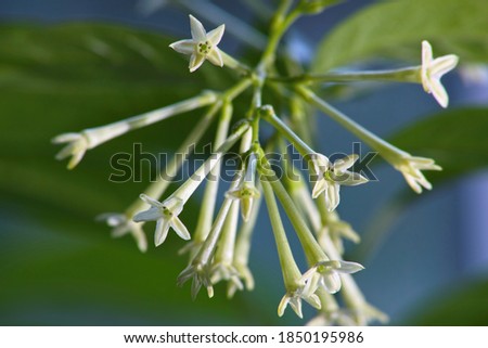 Night-blooming Jasmine Flowers (Cestrum Nocturnum)