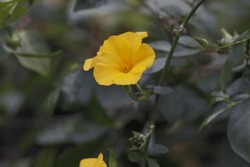 The Nightcap, Gold Poppy, California Poppy Or Eschscholzia Californica Is A Beautiful Flower With Its Roots In America.