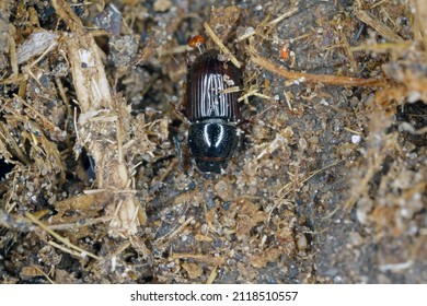 Night-flying dung beetle, Aphodius on dung.