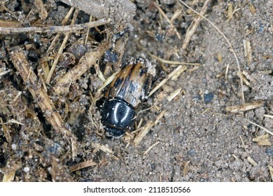Night-flying dung beetle, Aphodius on dung.