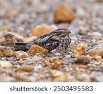 Nighthawk blending in with its cryptic camouflage  