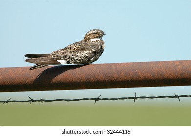 A nighthawk perched on an old rusted fence pole in the Flint Hills of Kansas.
