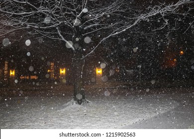 Nightime Snow In The Neighborhood With Stark Winter Tree And Christmas Lights Across The Street - Bokeh - Black White And Gold