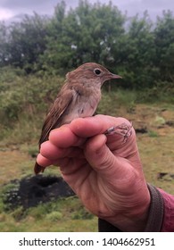 Nightingale Being Ringed In The Uk