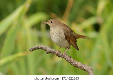 Female Blue Bird Himalayan Bluetail Bird Stock Photo 160446281 ...