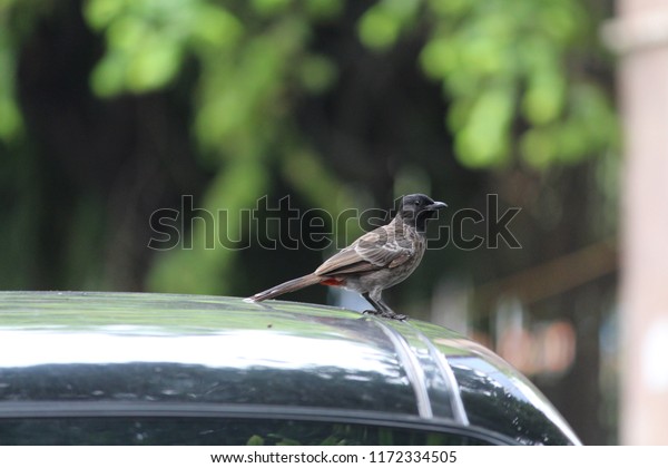 Nightingale Bird Sitting\
On Car Side Profile