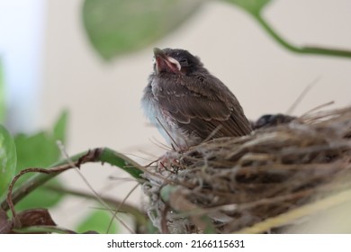 Nightingale (bulbul) Bird Who Is A Little Afraid When The Photograph Was Taken. There Were 3 Birds Who Were Born Few Days Ago And At This Point They Were Ready To Fly Away.