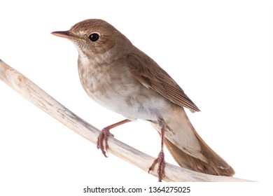 Nightingale Isolated On White Background