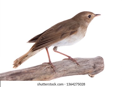 Nightingale Isolated On White Background