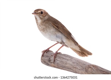 Nightingale Isolated On White Background