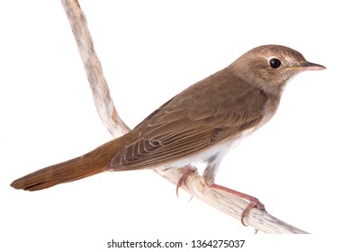 Nightingale Isolated On White Background