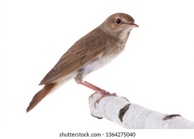 Nightingale Isolated On White Background