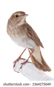 Nightingale Isolated On White Background