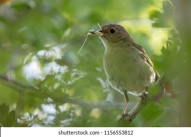 Nightingale (Luscinia Megarhynchos)