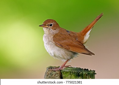 618 Common nightingale Images, Stock Photos & Vectors | Shutterstock