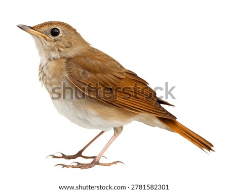 Nightingale Perched on Flat Surface Full Body Isolated on White Background